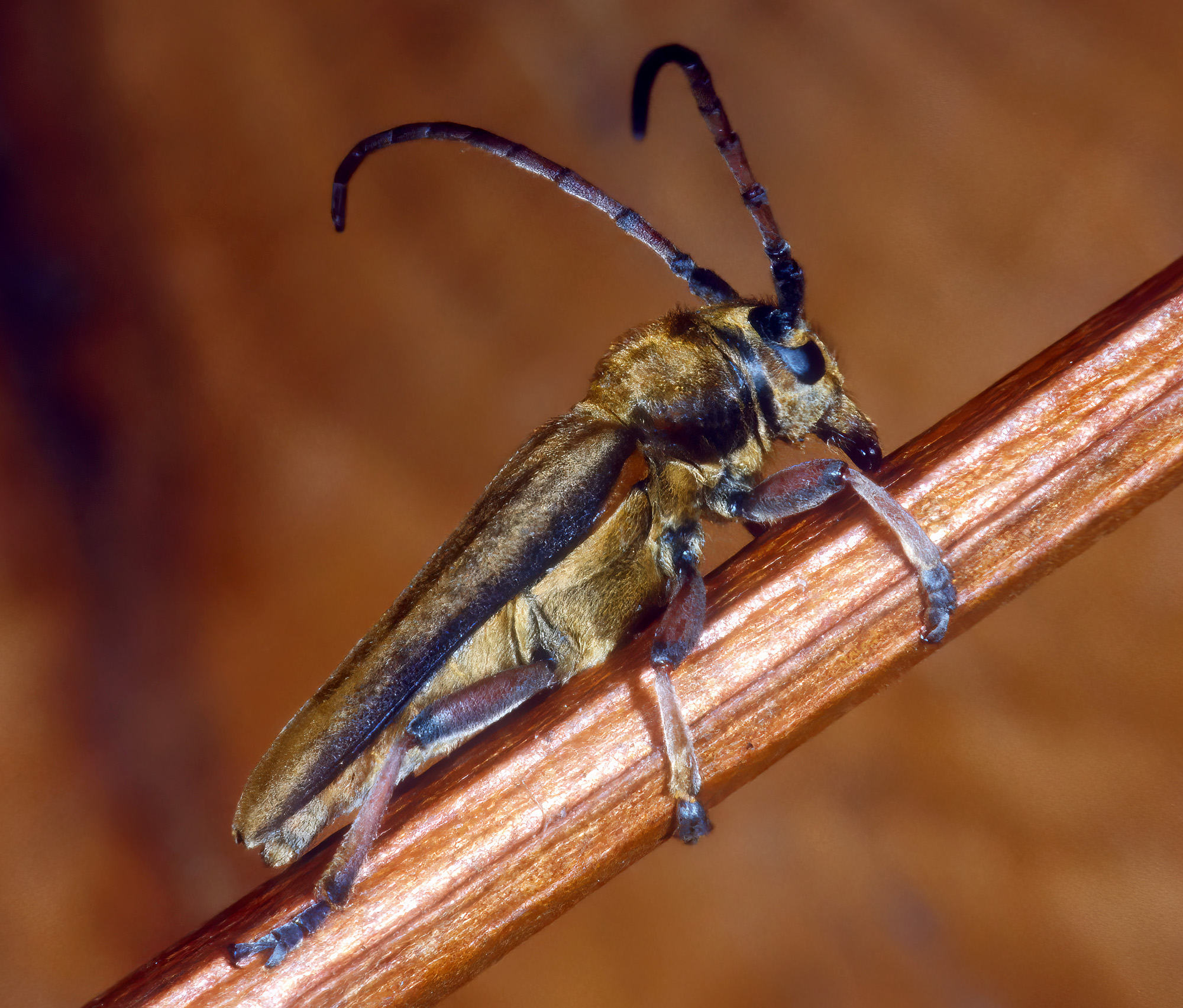 Phytoecia cephalotes