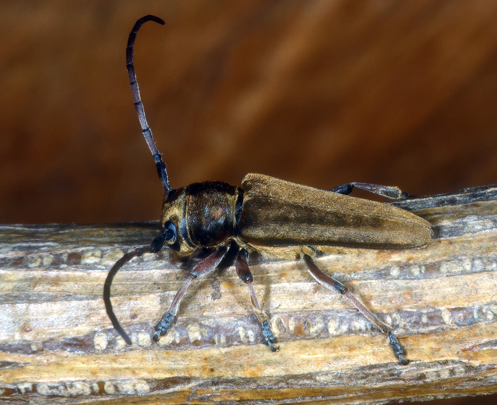 Phytoecia cephalotes