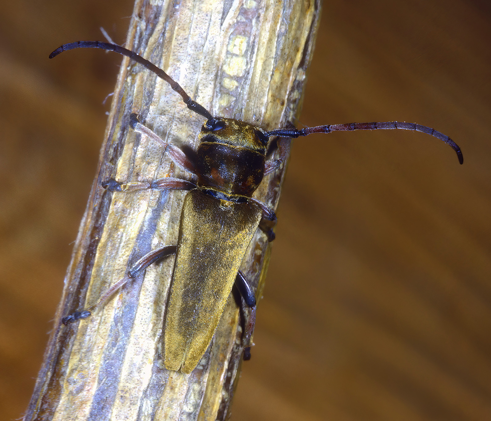 Phytoecia cephalotes