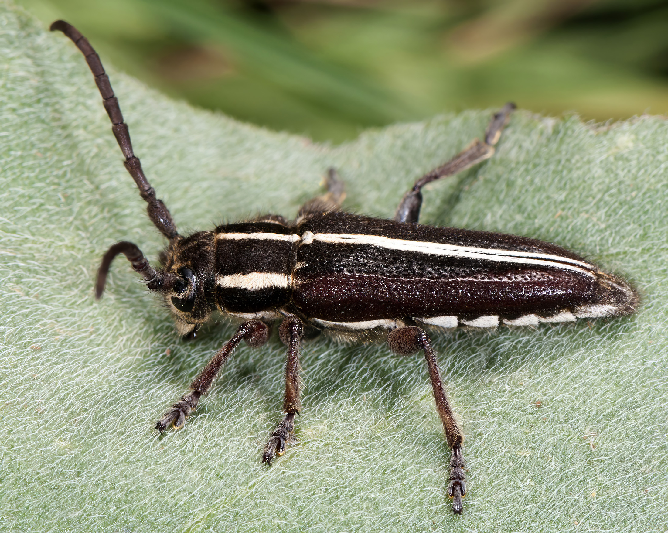 Phytoecia compacta compacta