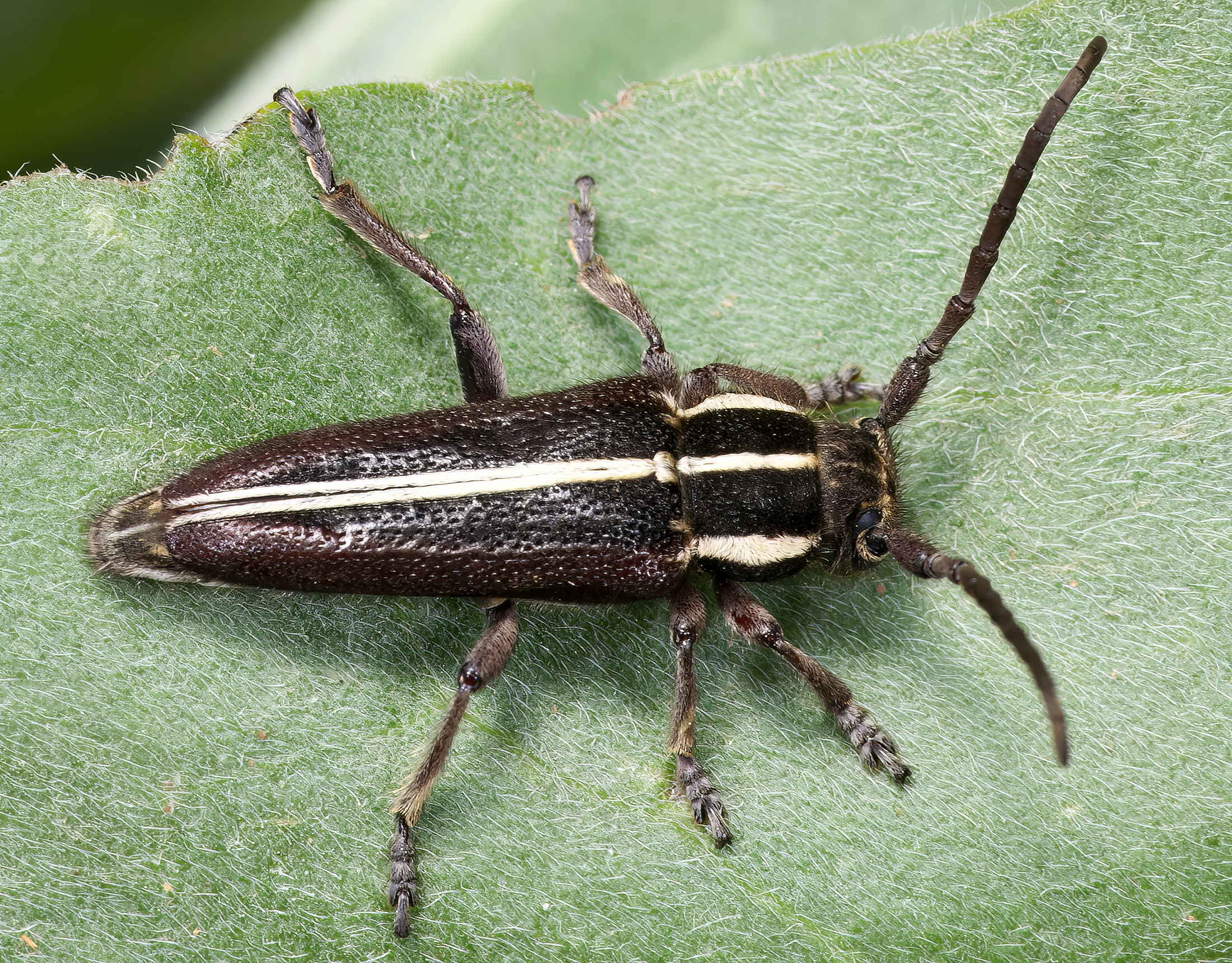 Phytoecia compacta compacta