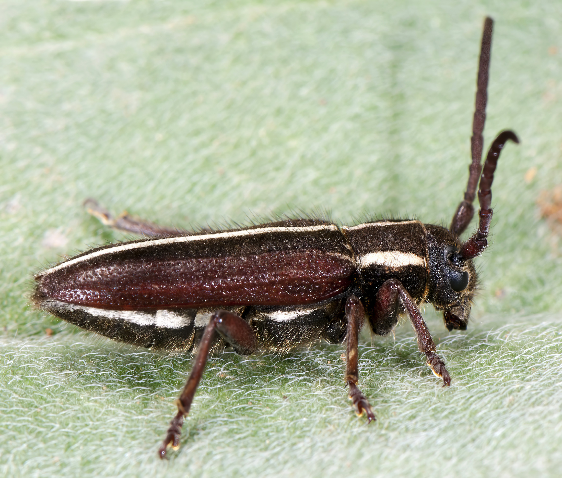 Phytoecia compacta compacta