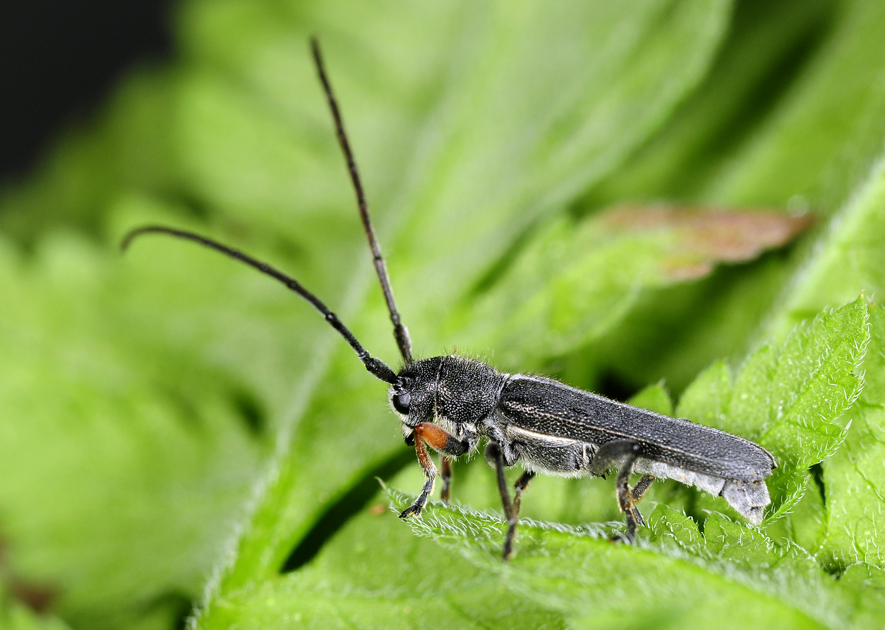 Phytoecia cylindrica