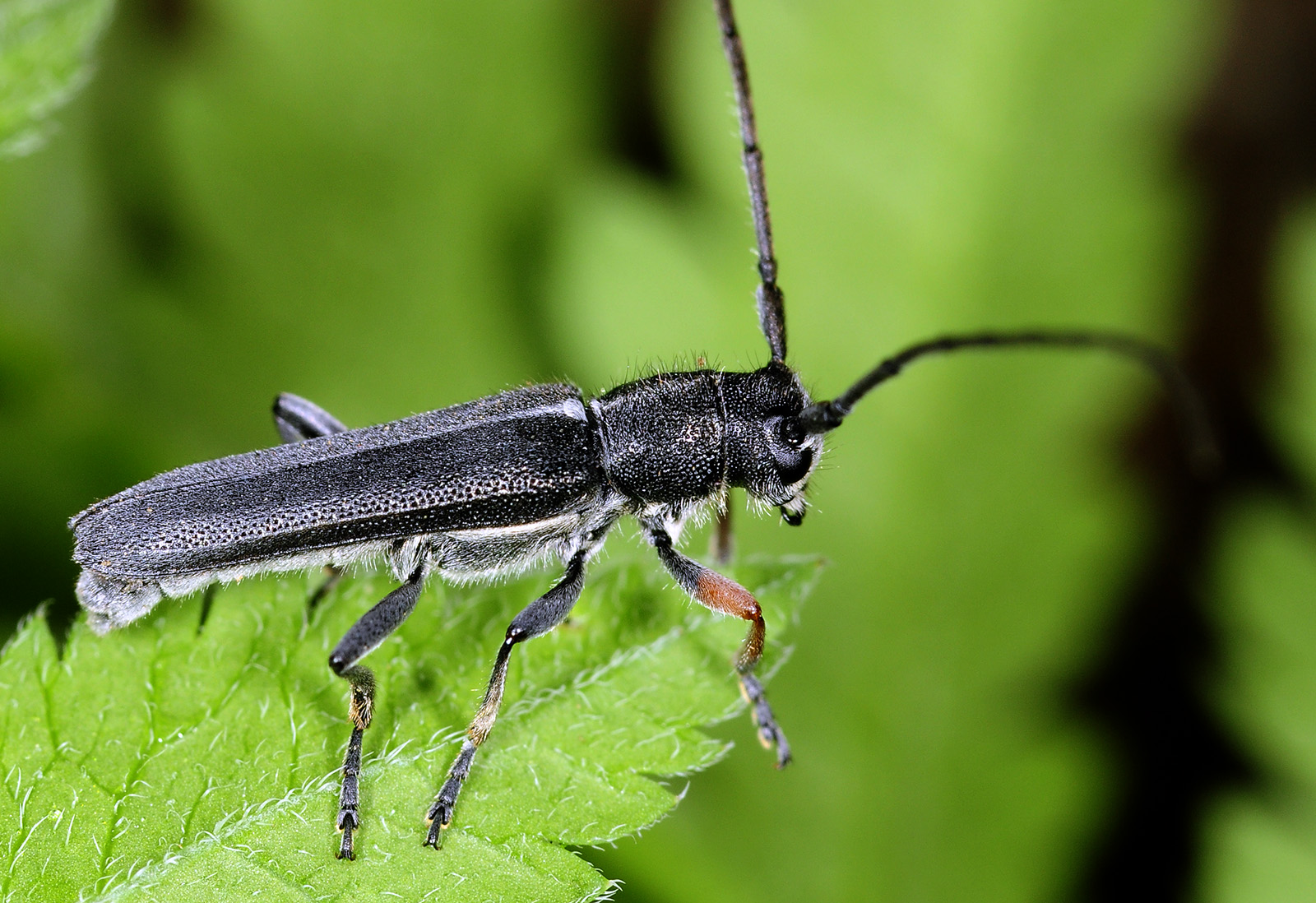 Phytoecia cylindrica