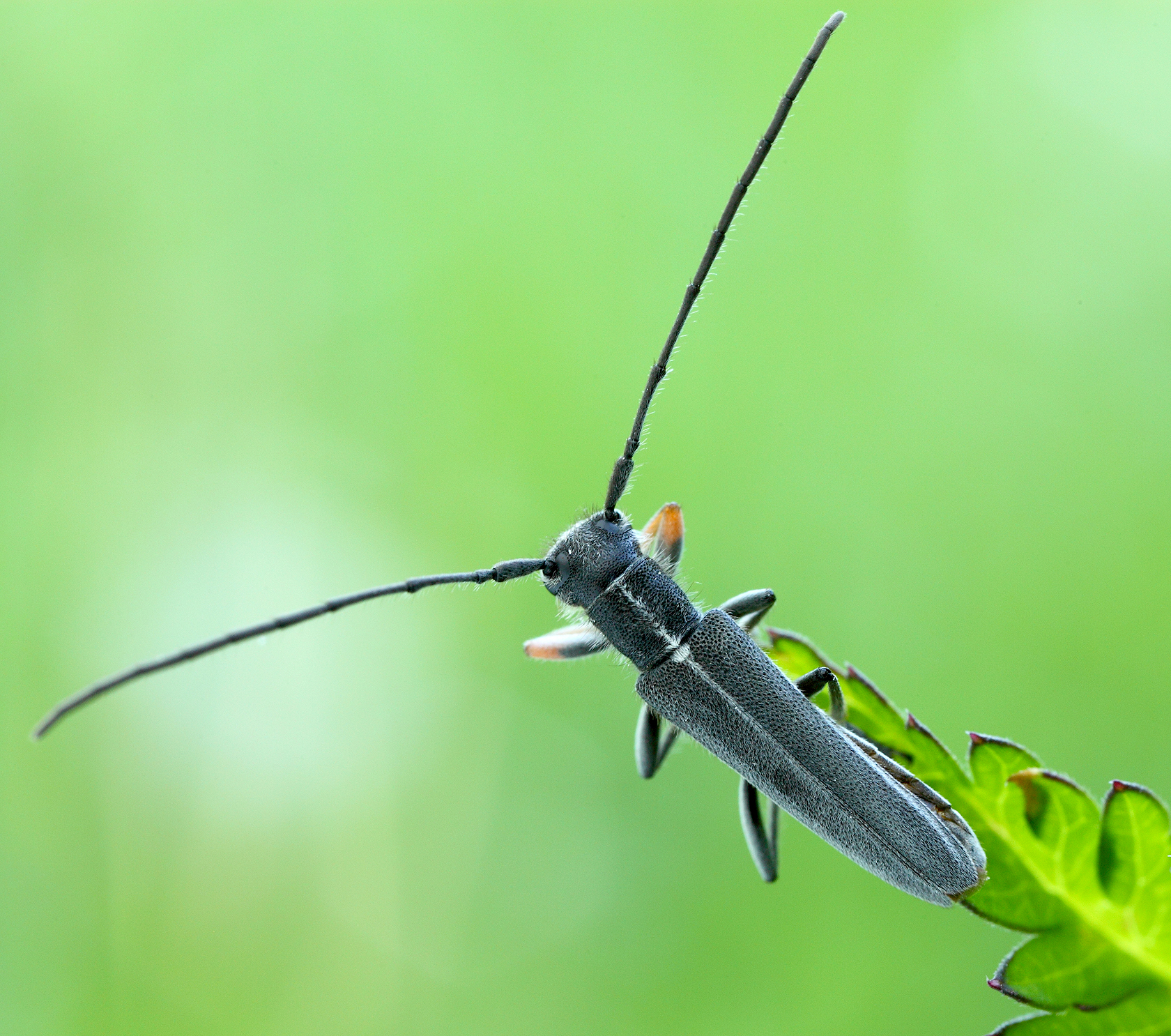 Phytoecia cylindrica