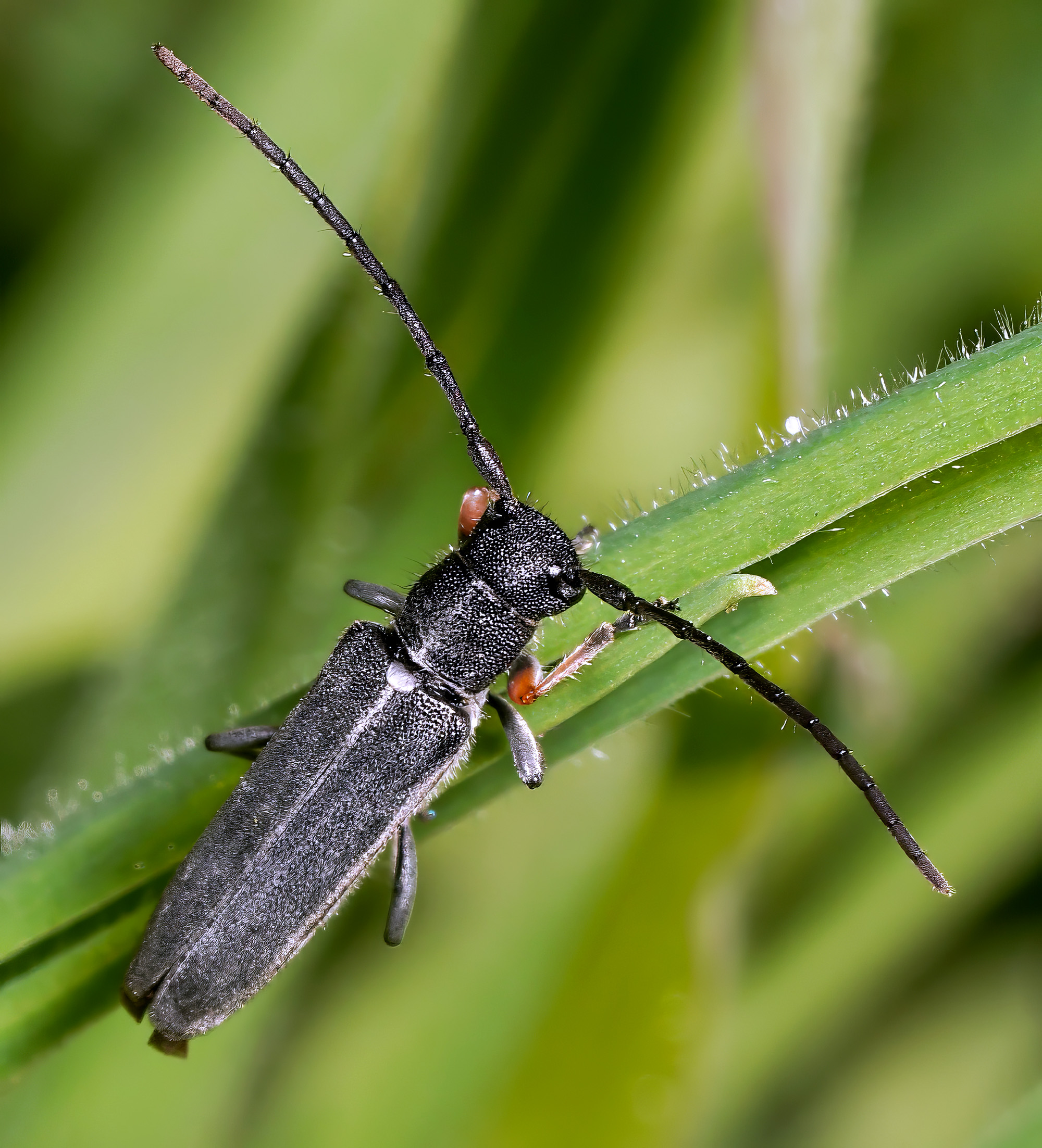 Phytoecia cylindrica