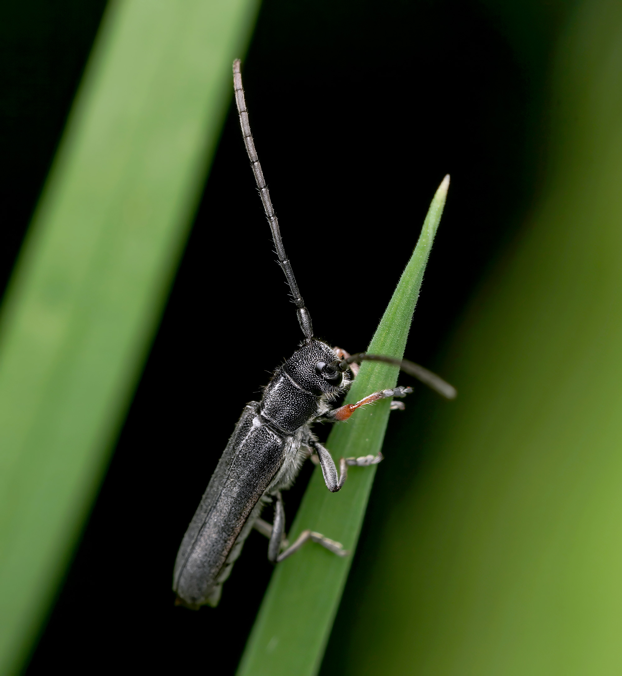 Phytoecia cylindrica