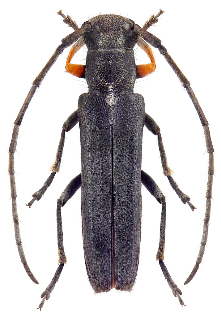 Phytoecia cylindrica