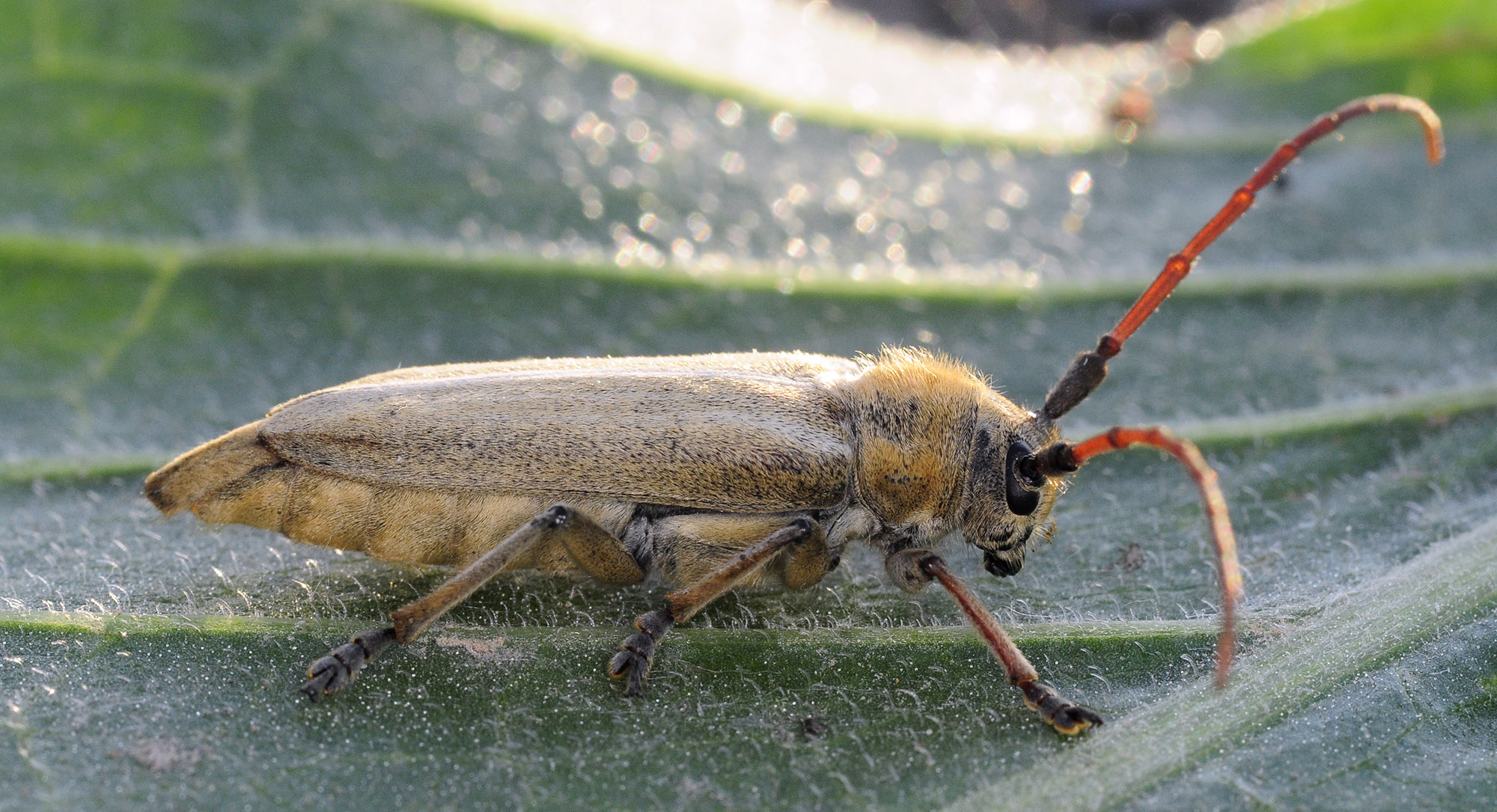 Pygoptosia eugeniae - male