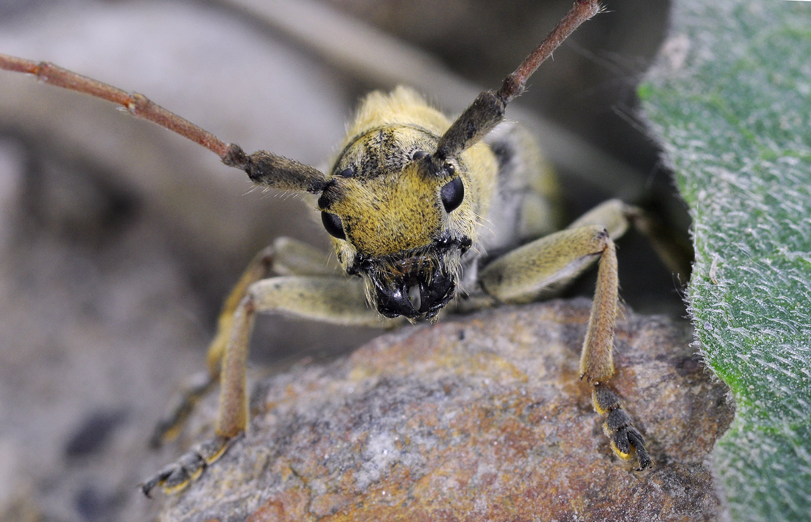 Pygoptosia eugeniae - male