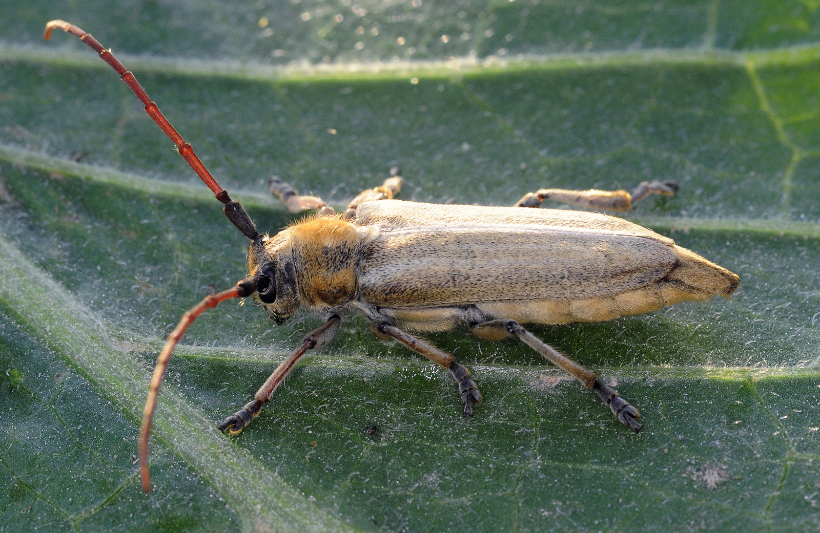 Pygoptosia eugeniae - male