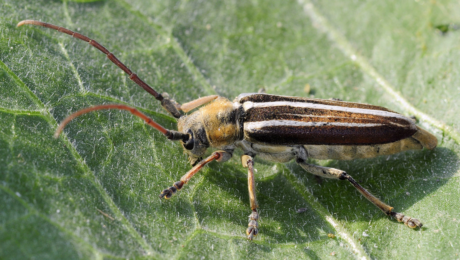 Pygoptosia eugeniae - male