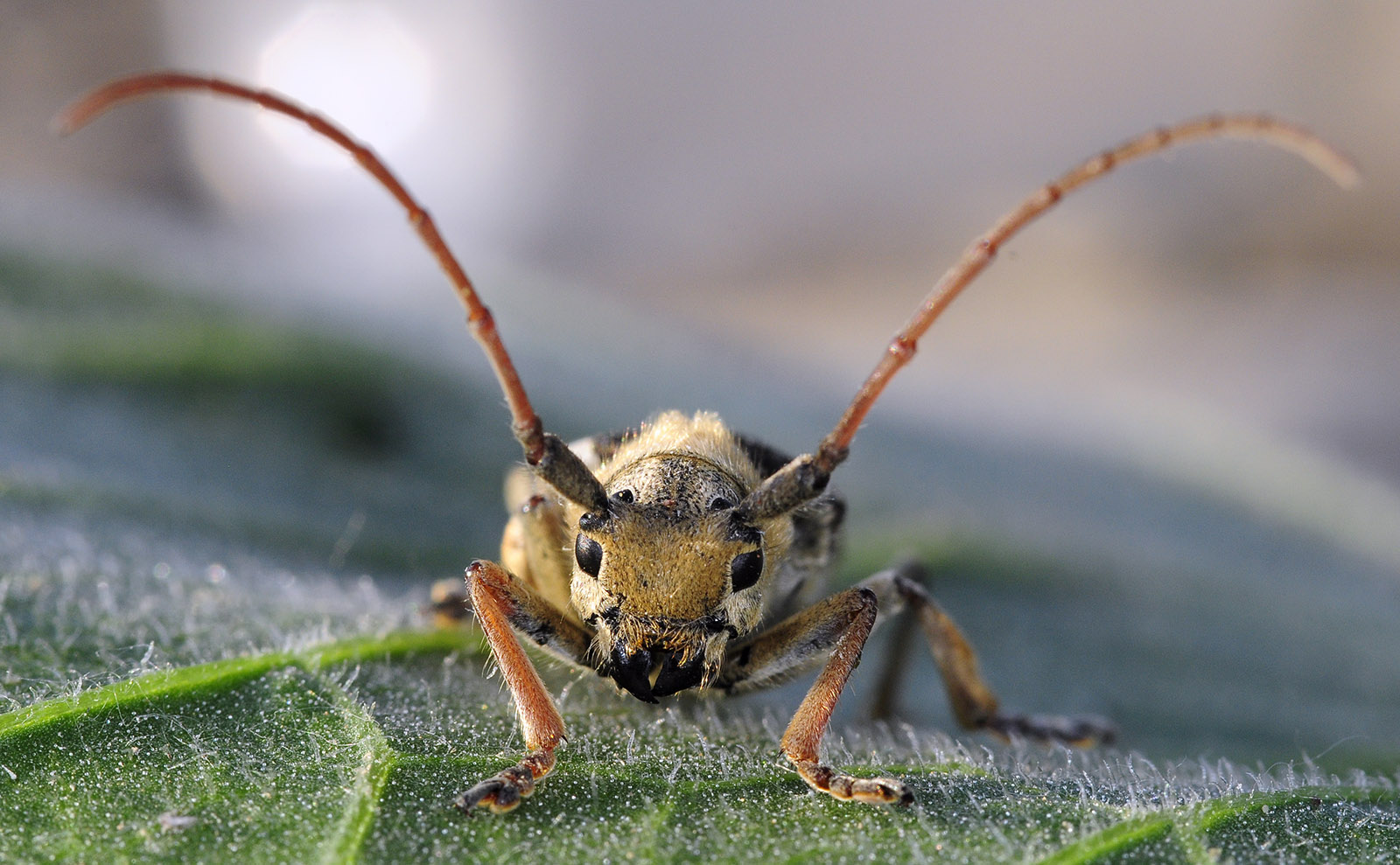 Pygoptosia eugeniae - male