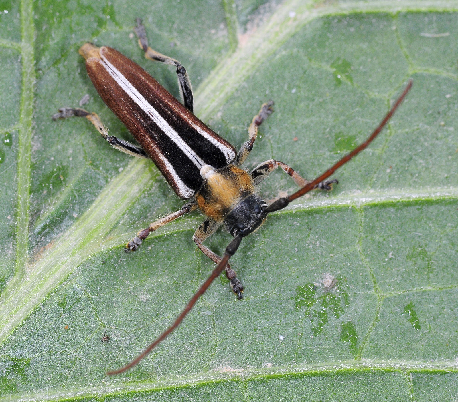 Pygoptosia eugeniae - male