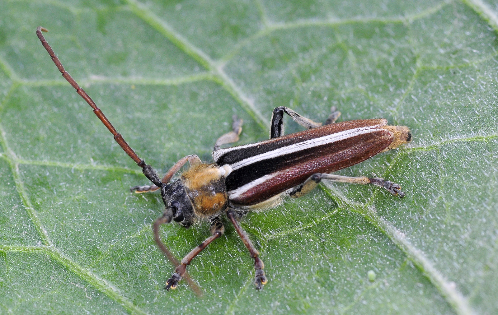 Pygoptosia eugeniae - male