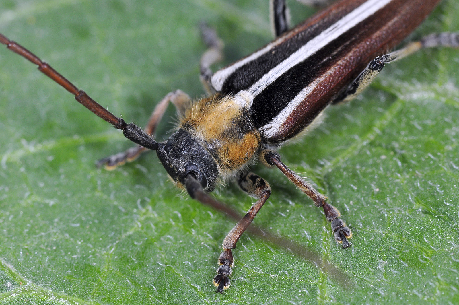 Pygoptosia eugeniae - male