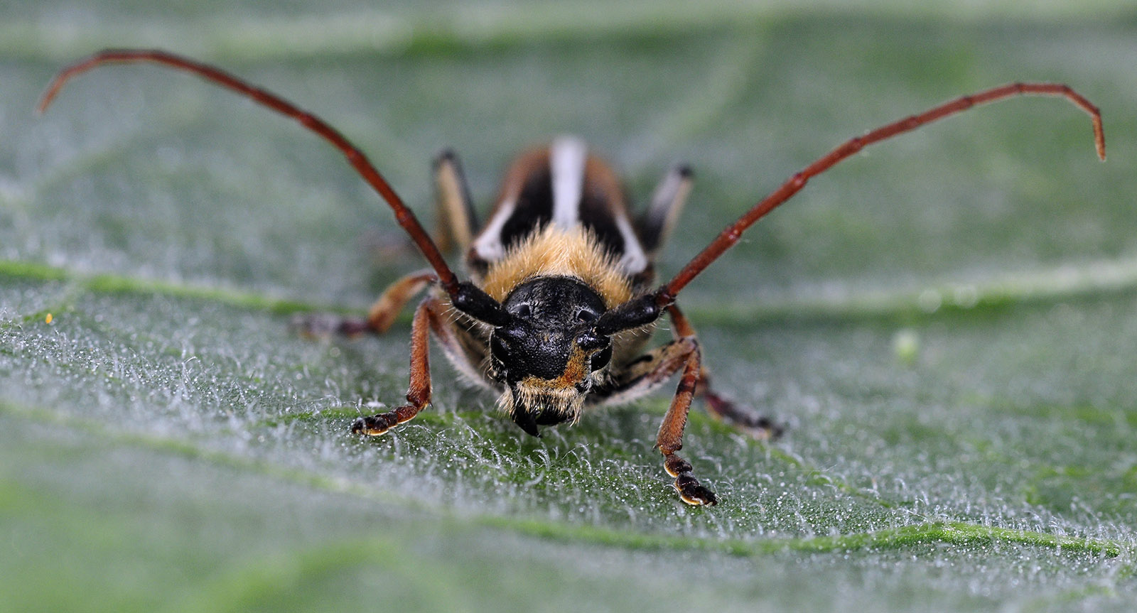 Pygoptosia eugeniae - male