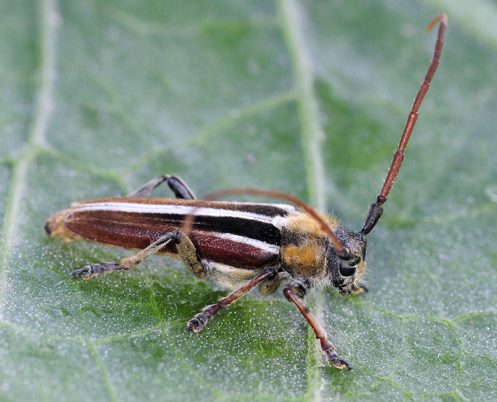 Pygoptosia eugeniae - male