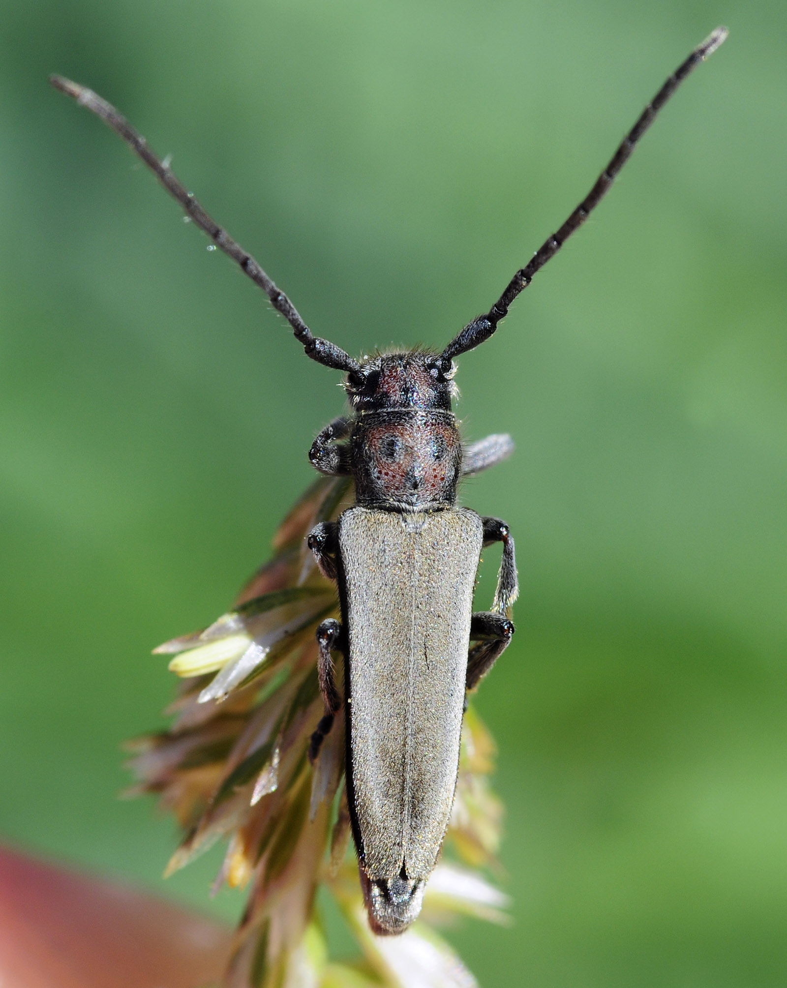 Phytoecia faldermanni