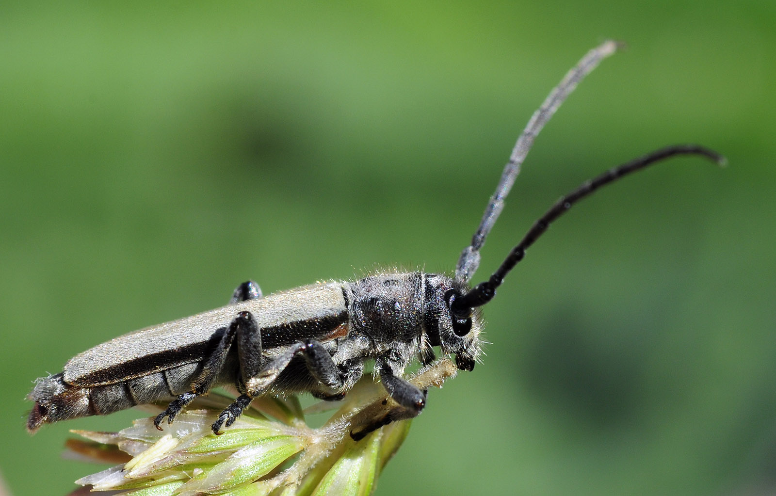 Phytoecia faldermanni