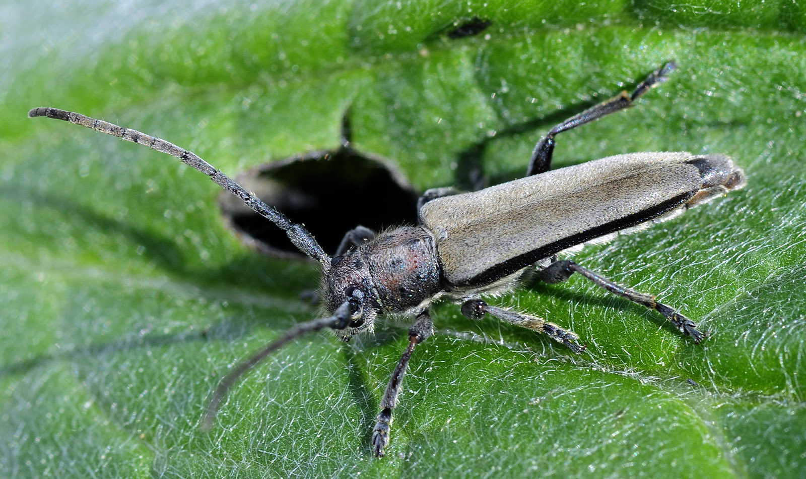 Phytoecia faldermanni