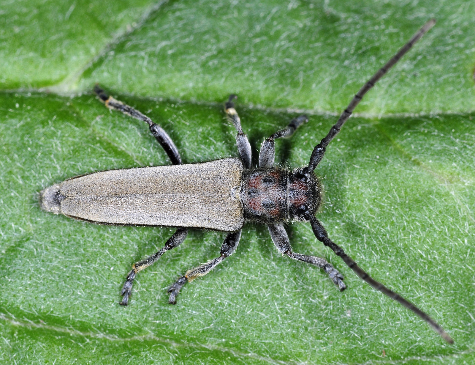 Phytoecia faldermanni