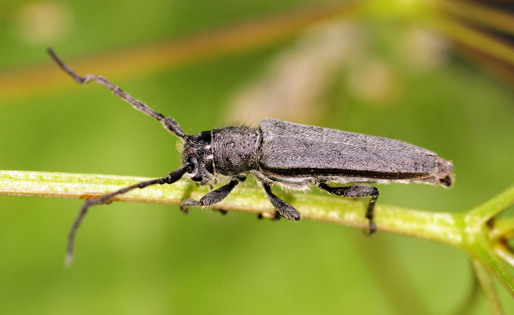 Phytoecia faldermanni