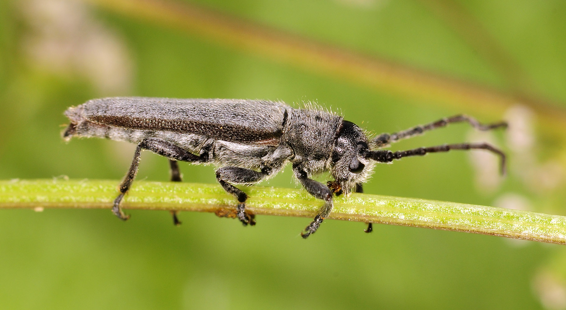 Phytoecia faldermanni