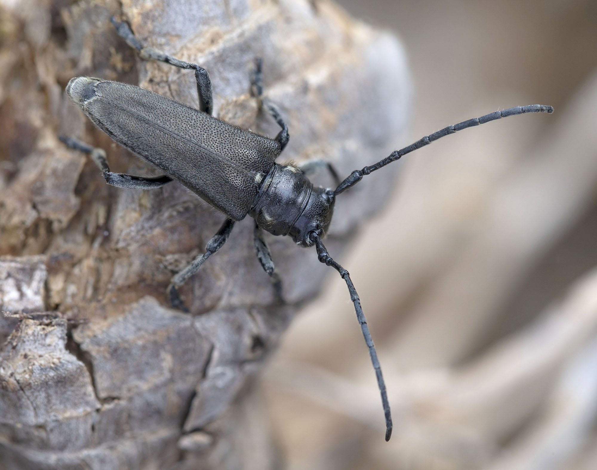 Phytoecia flavescens