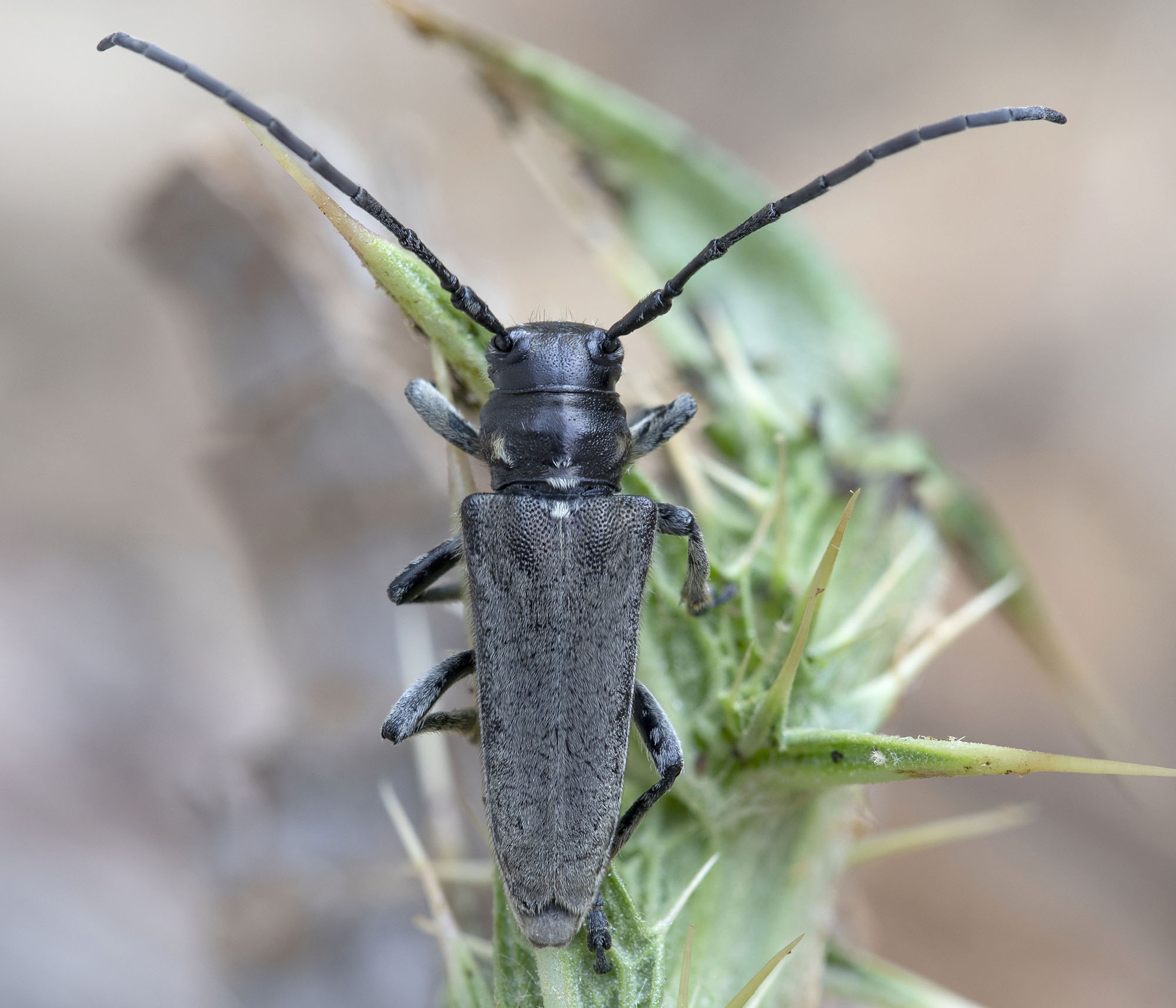 Phytoecia flavescens