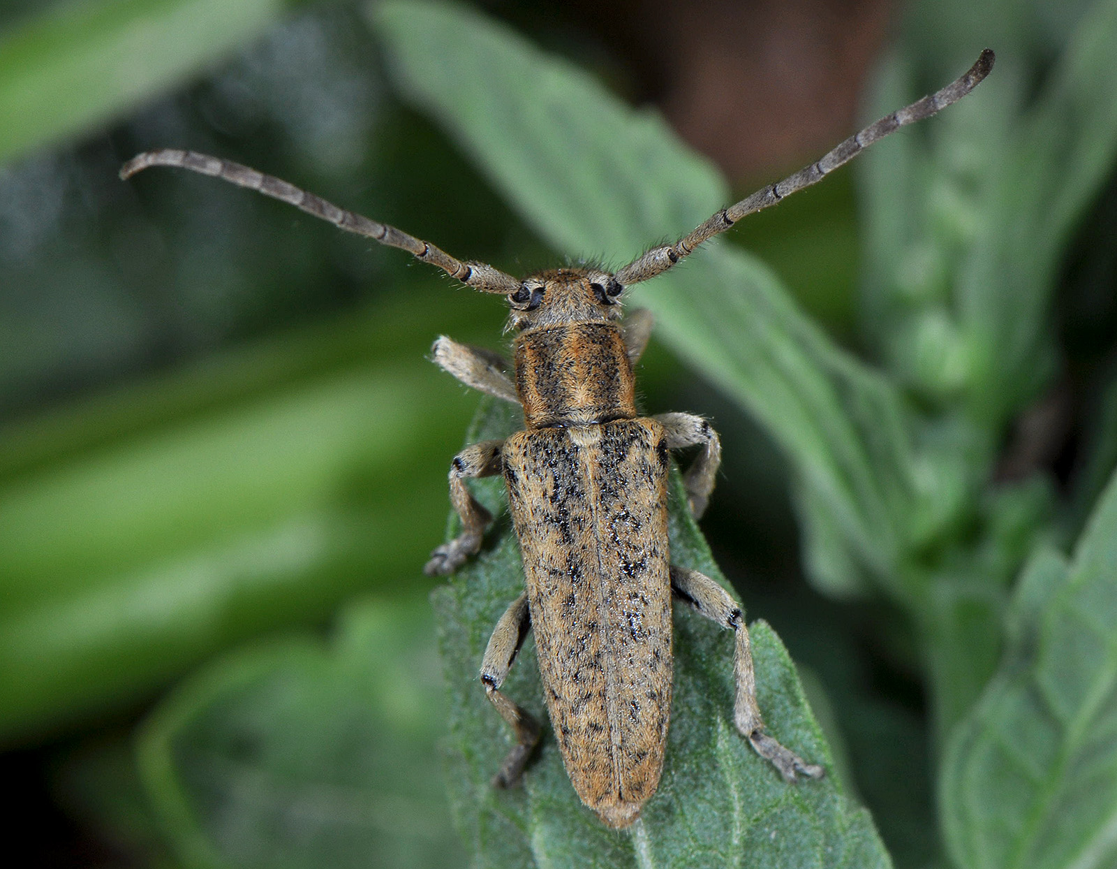 Pilemia hirsutula hirsutula