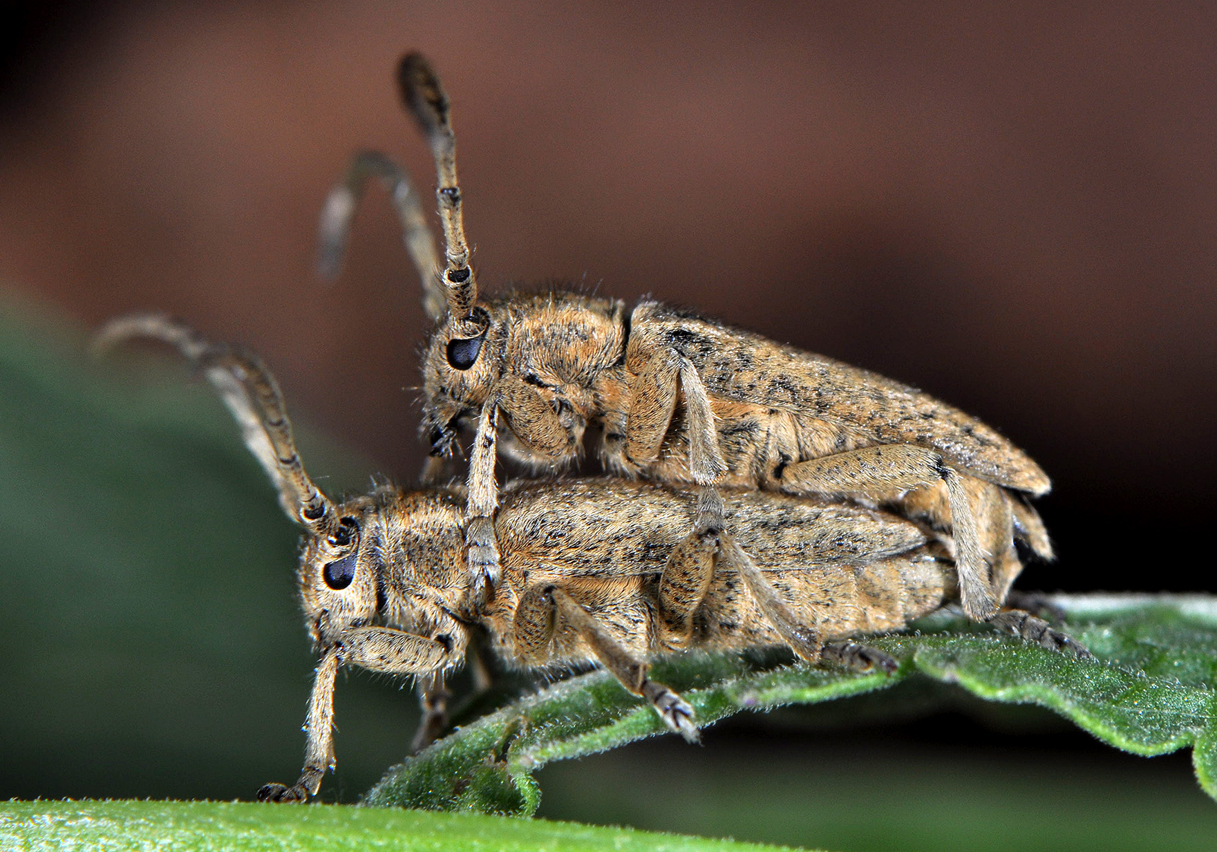 Pilemia hirsutula hirsutula