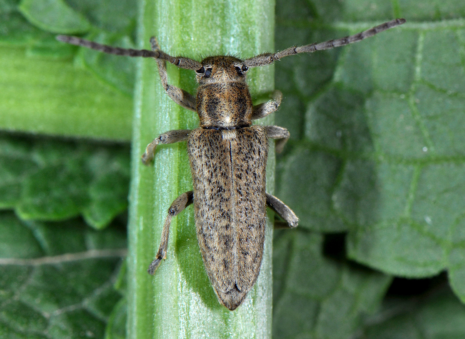 Pilemia hirsutula hirsutula