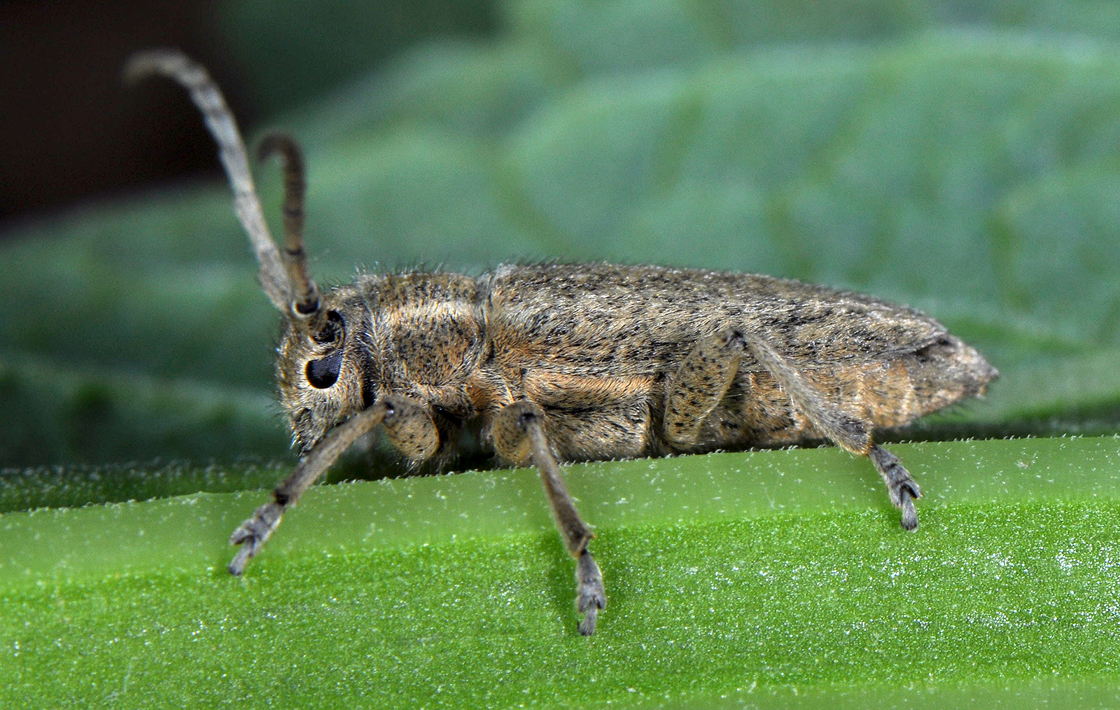 Pilemia hirsutula hirsutula