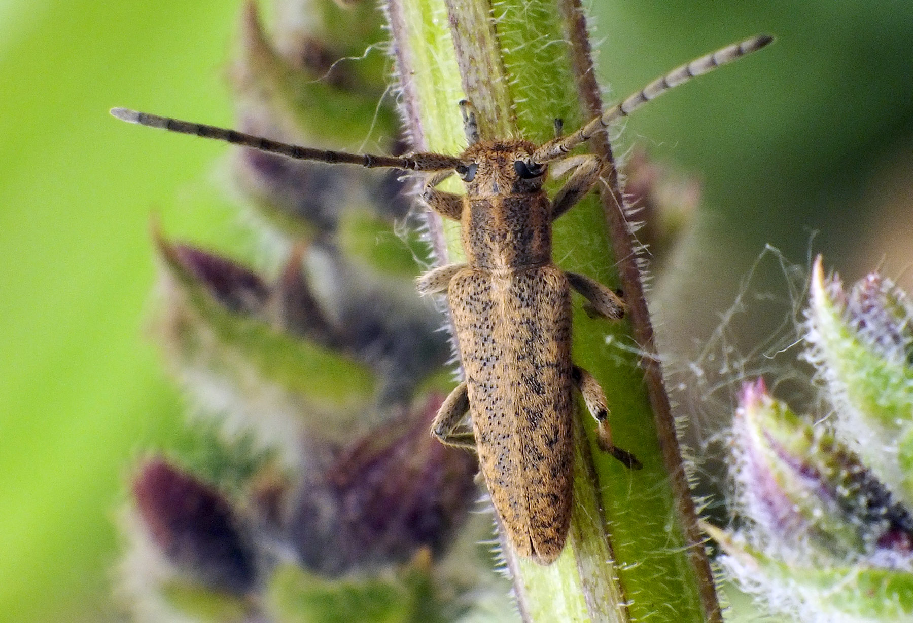 Pilemia hirsutula hirsutula