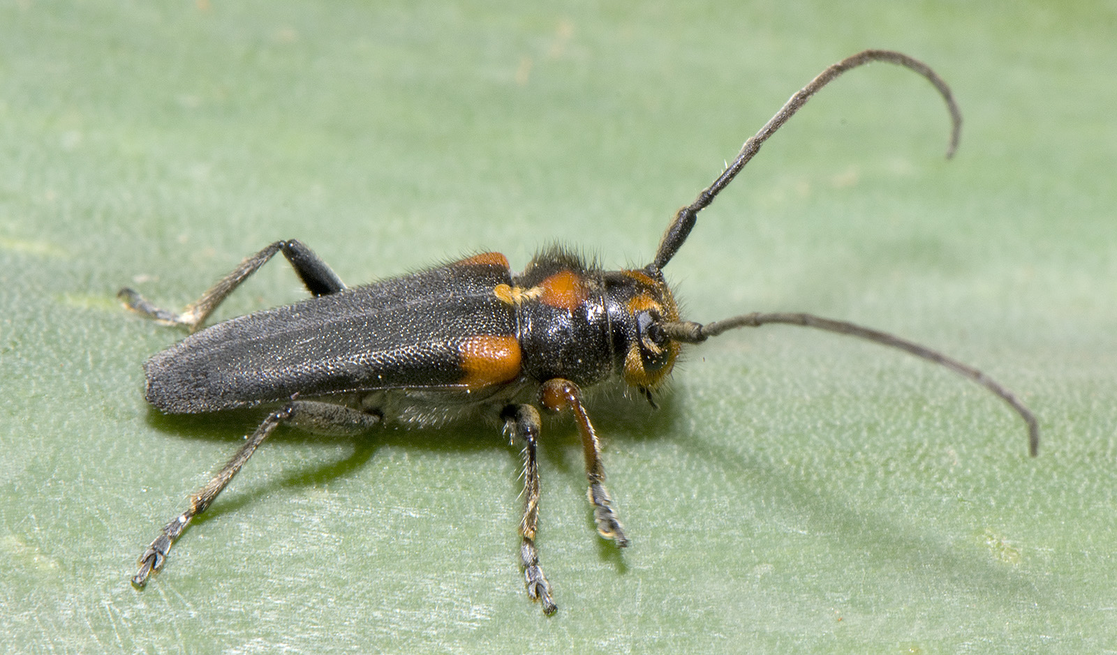 Phytoecia humeralis humeralis