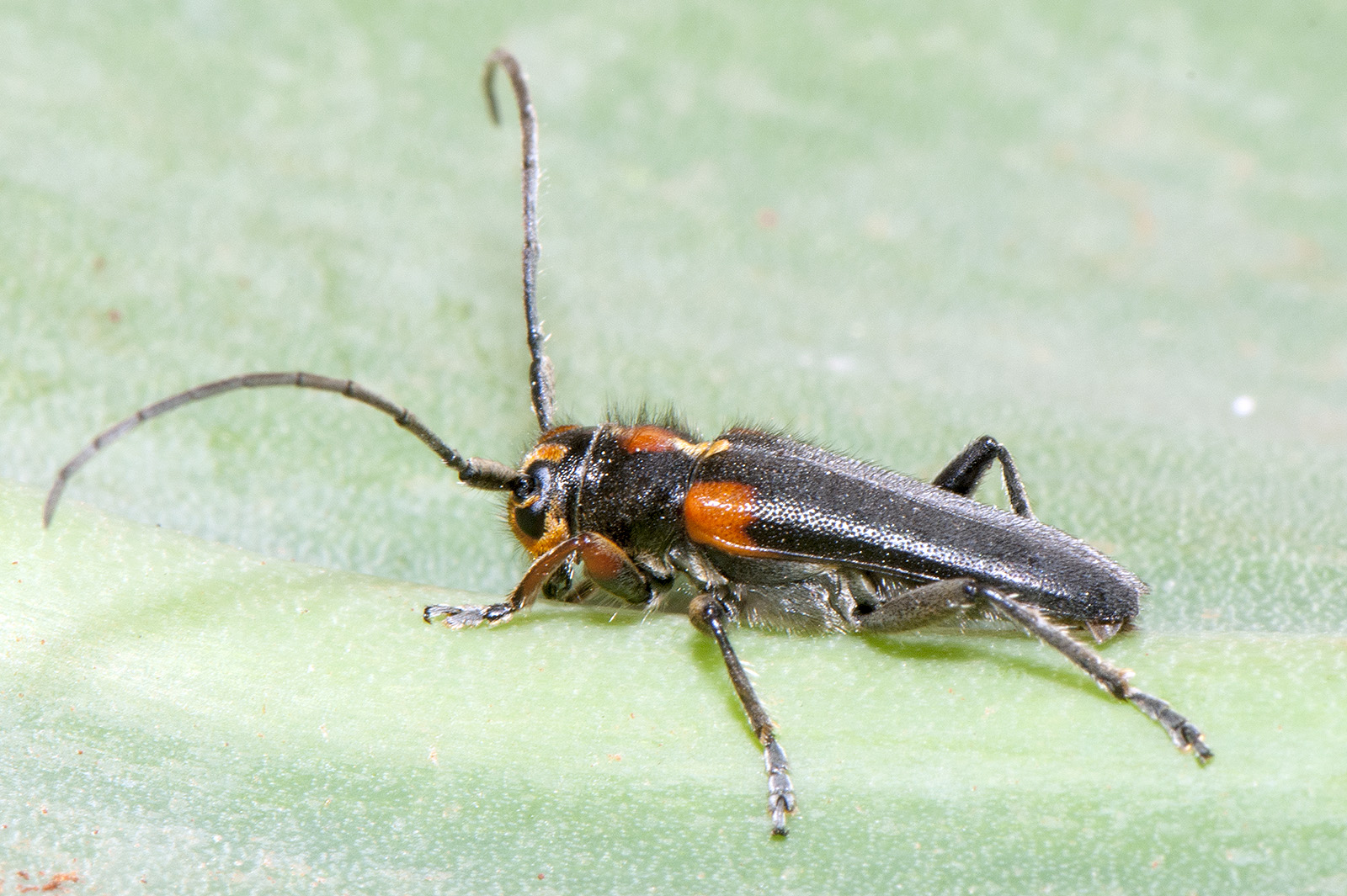 Phytoecia humeralis humeralis