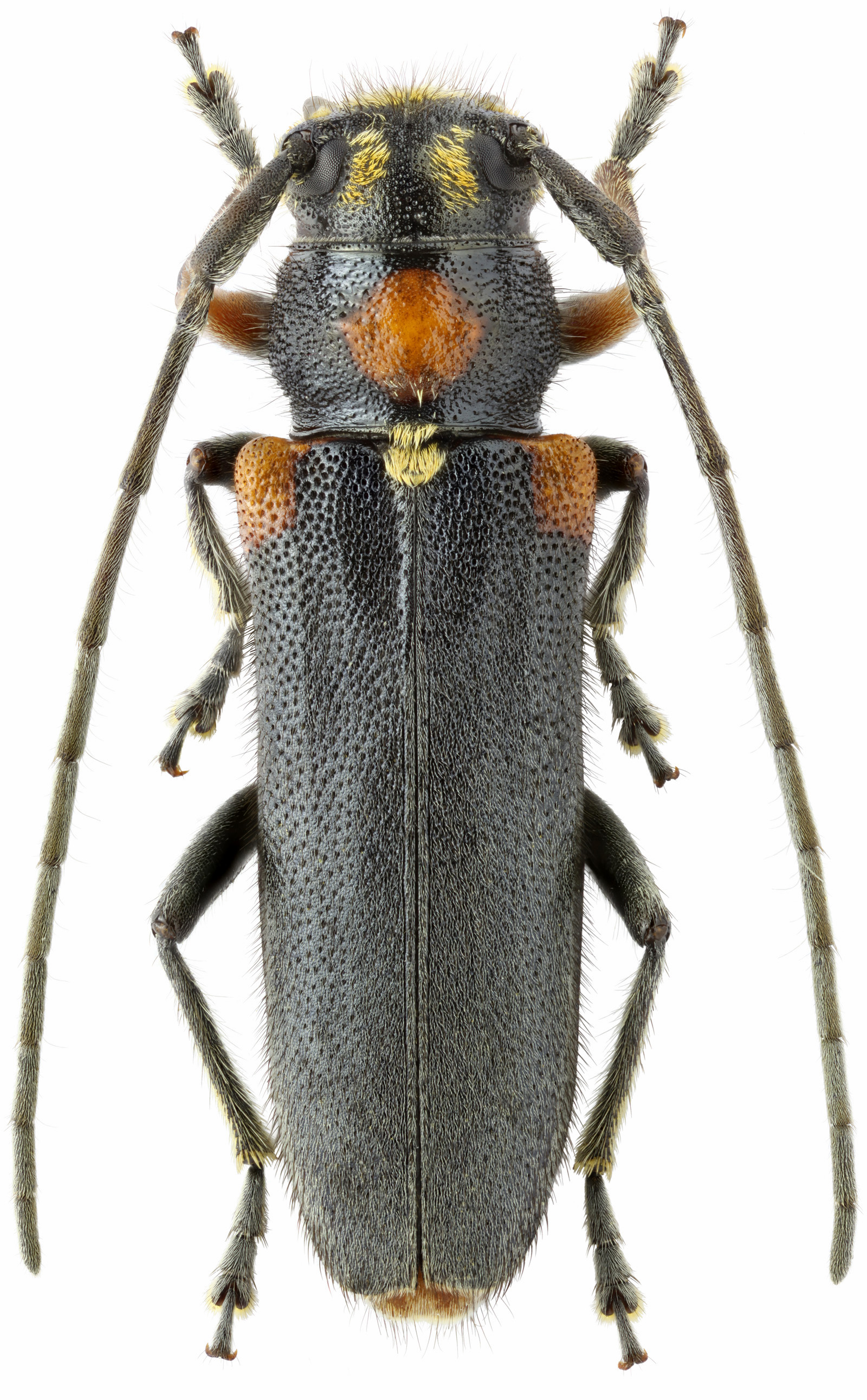 Phytoecia humeralis humeralis