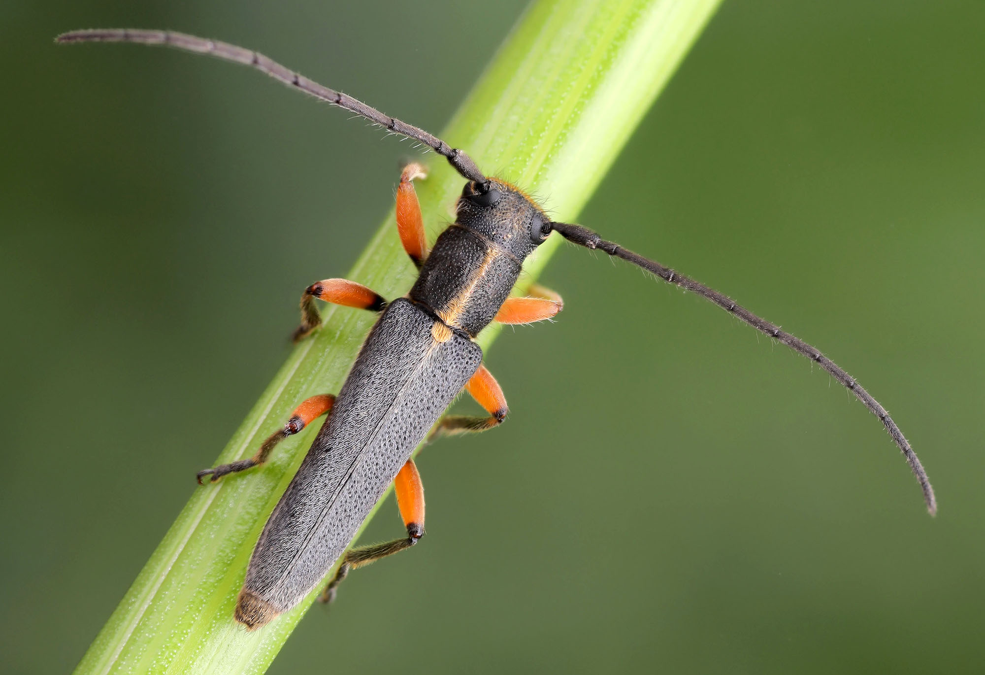 Phytoecia icterica