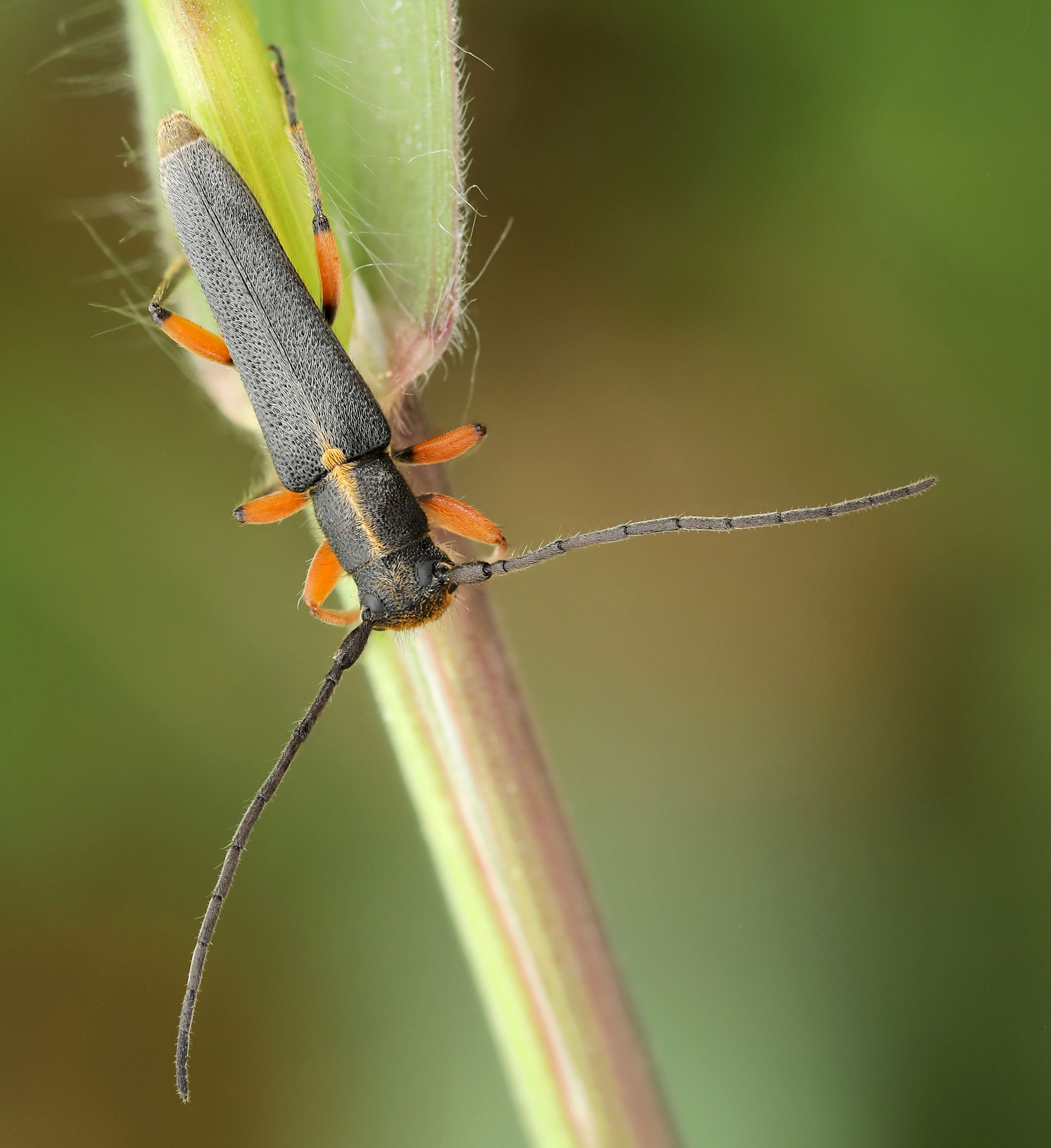 Phytoecia icterica