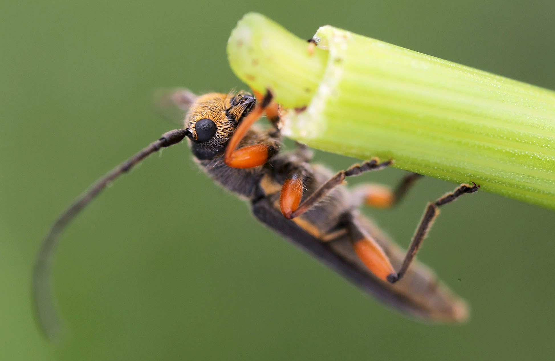 Phytoecia icterica