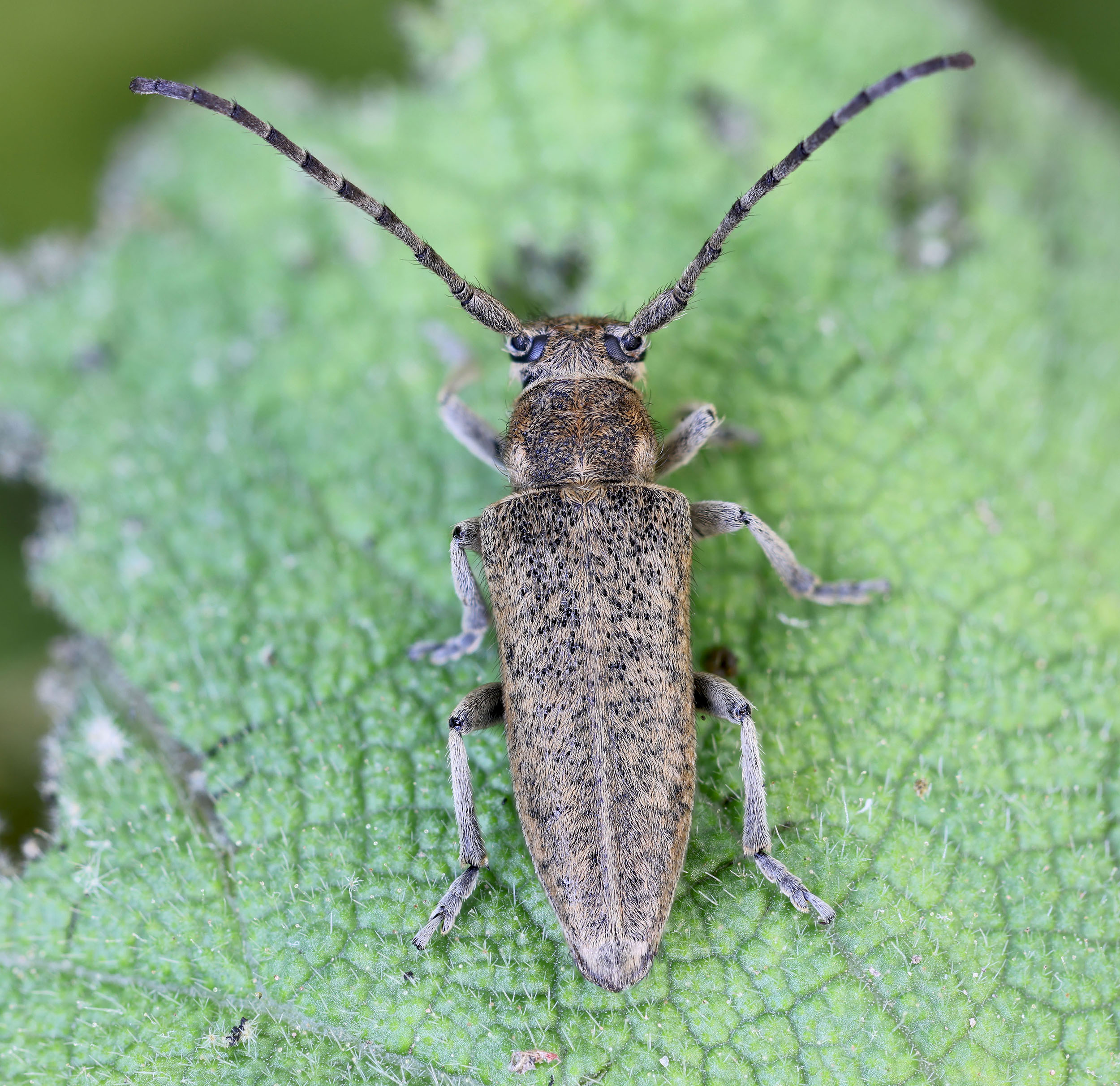 Phytoecia kruszelnickii