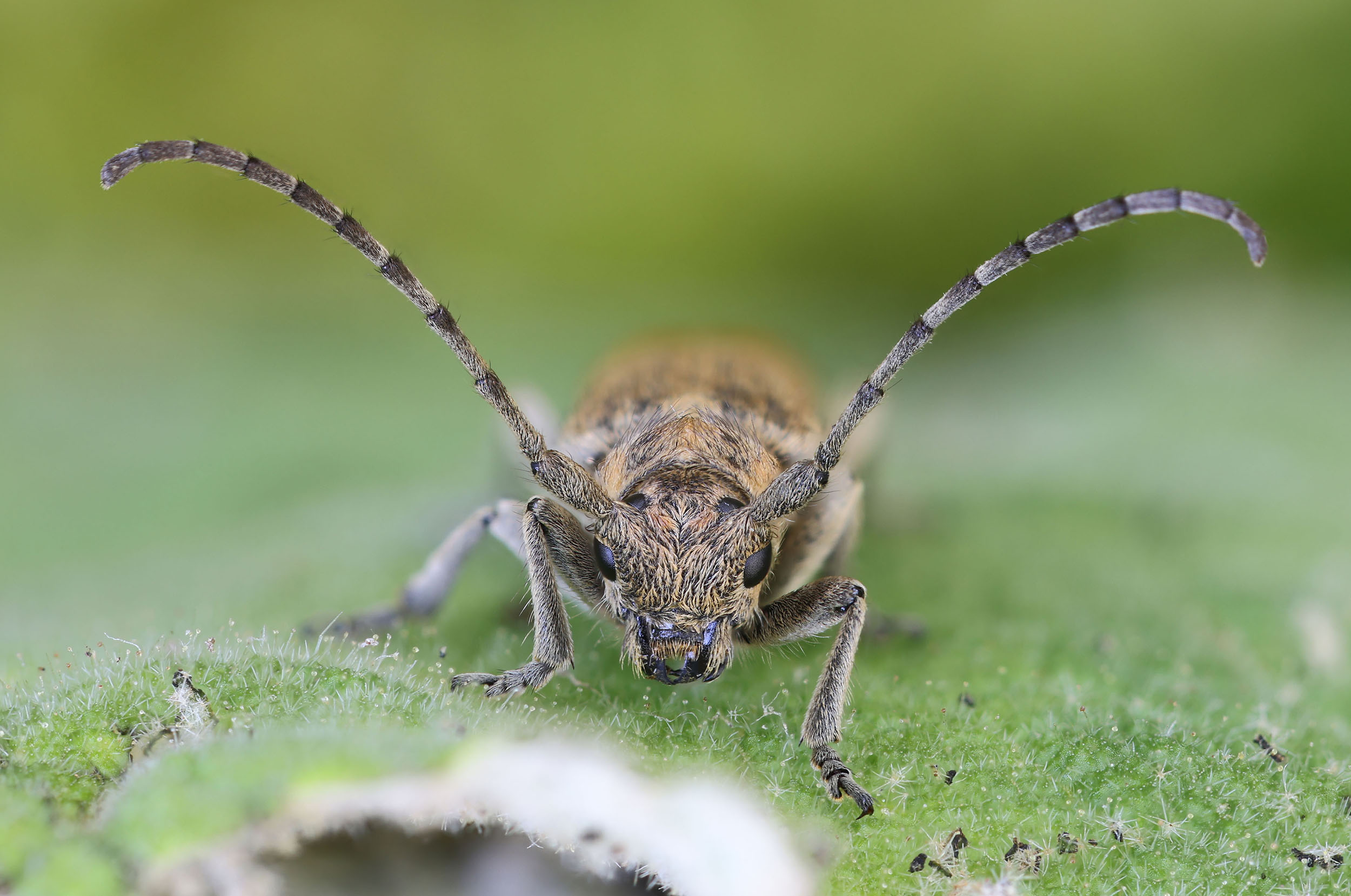 Phytoecia kruszelnickii