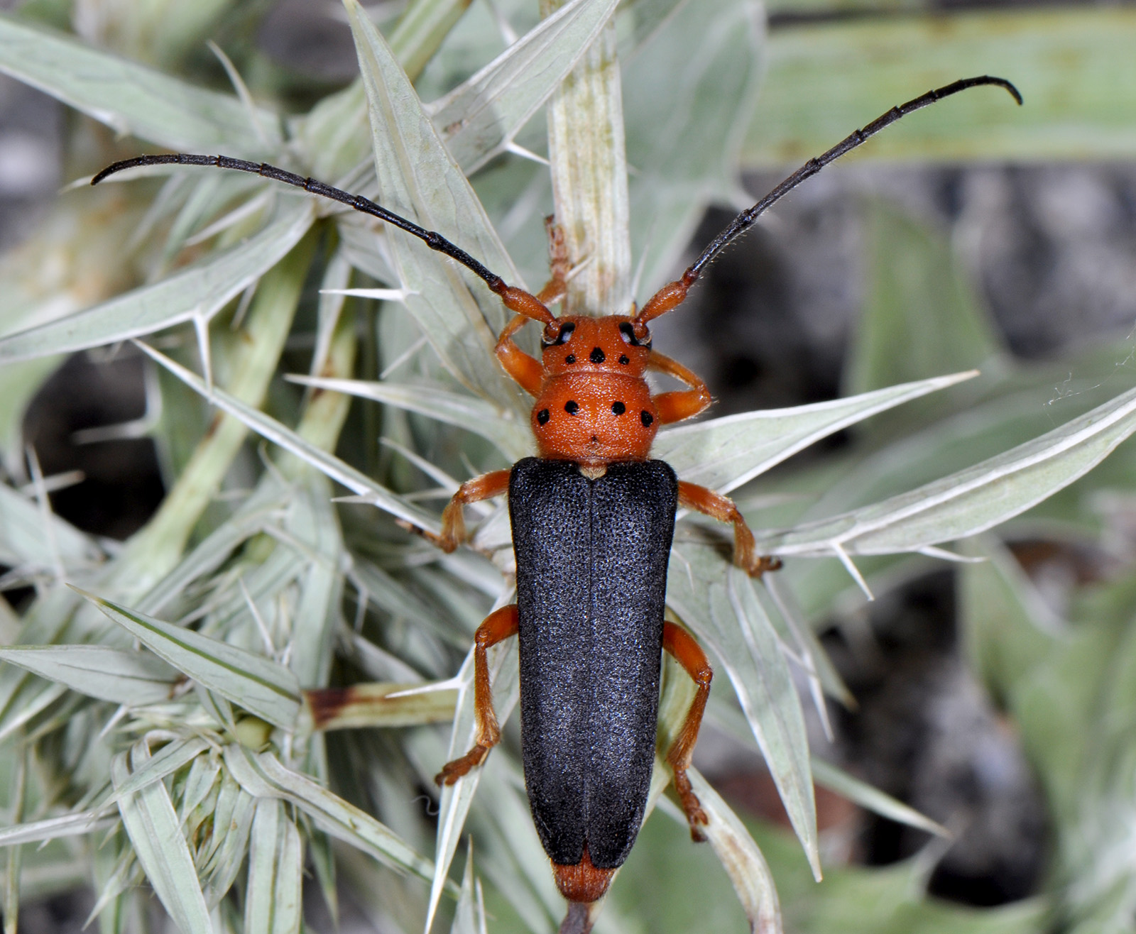 Phytoecia kurdistana