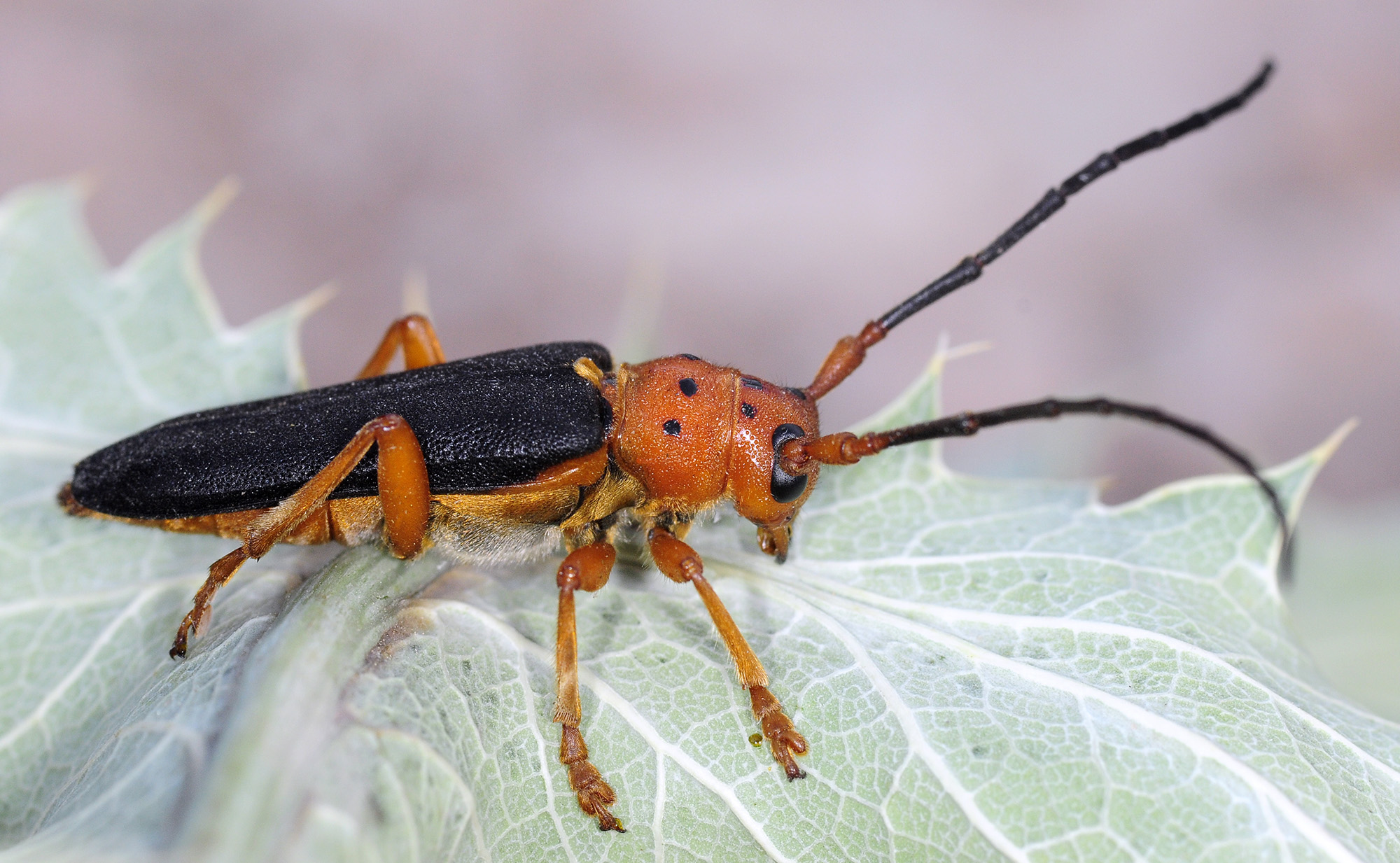 Phytoecia kurdistana