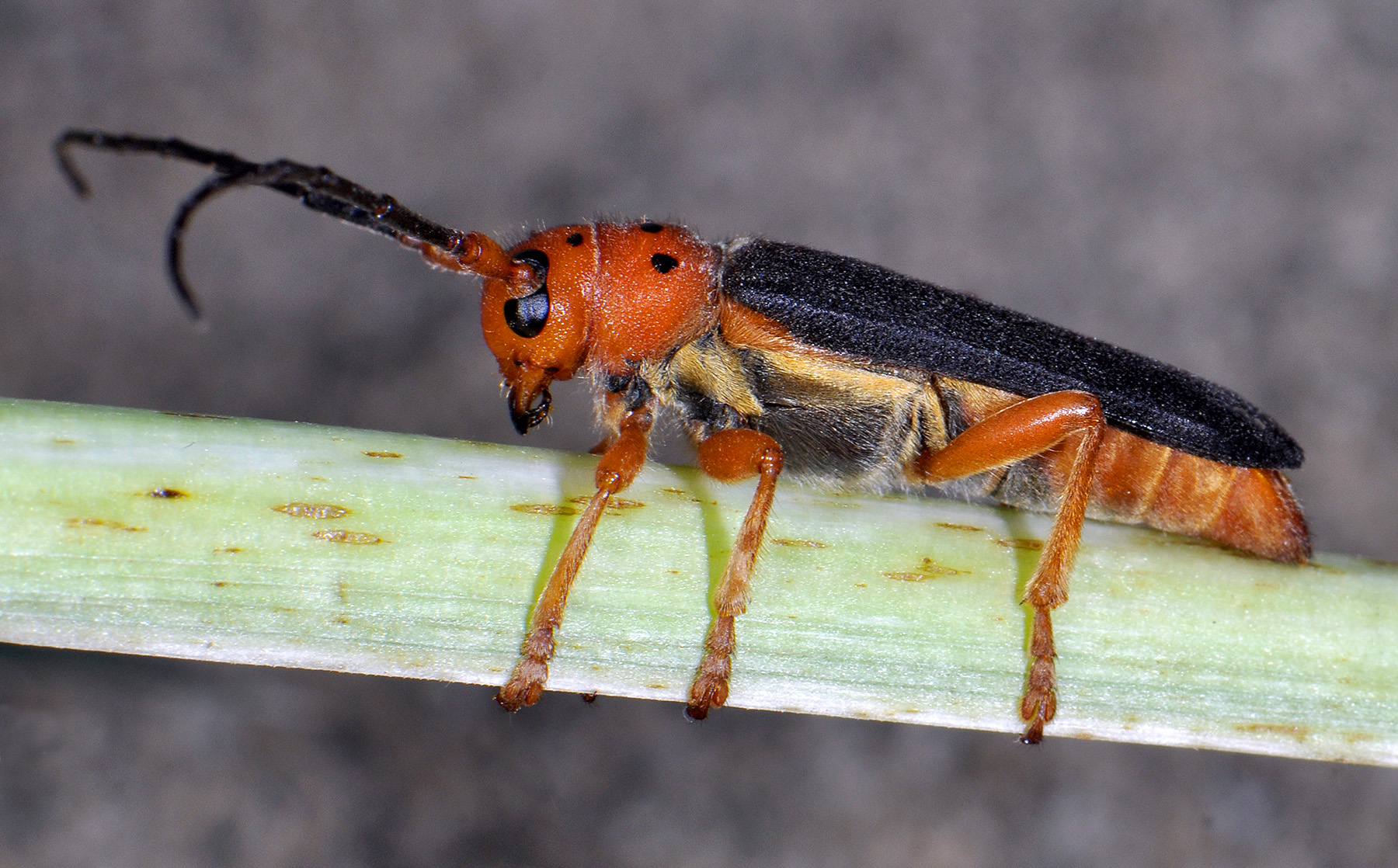 Phytoecia kurdistana