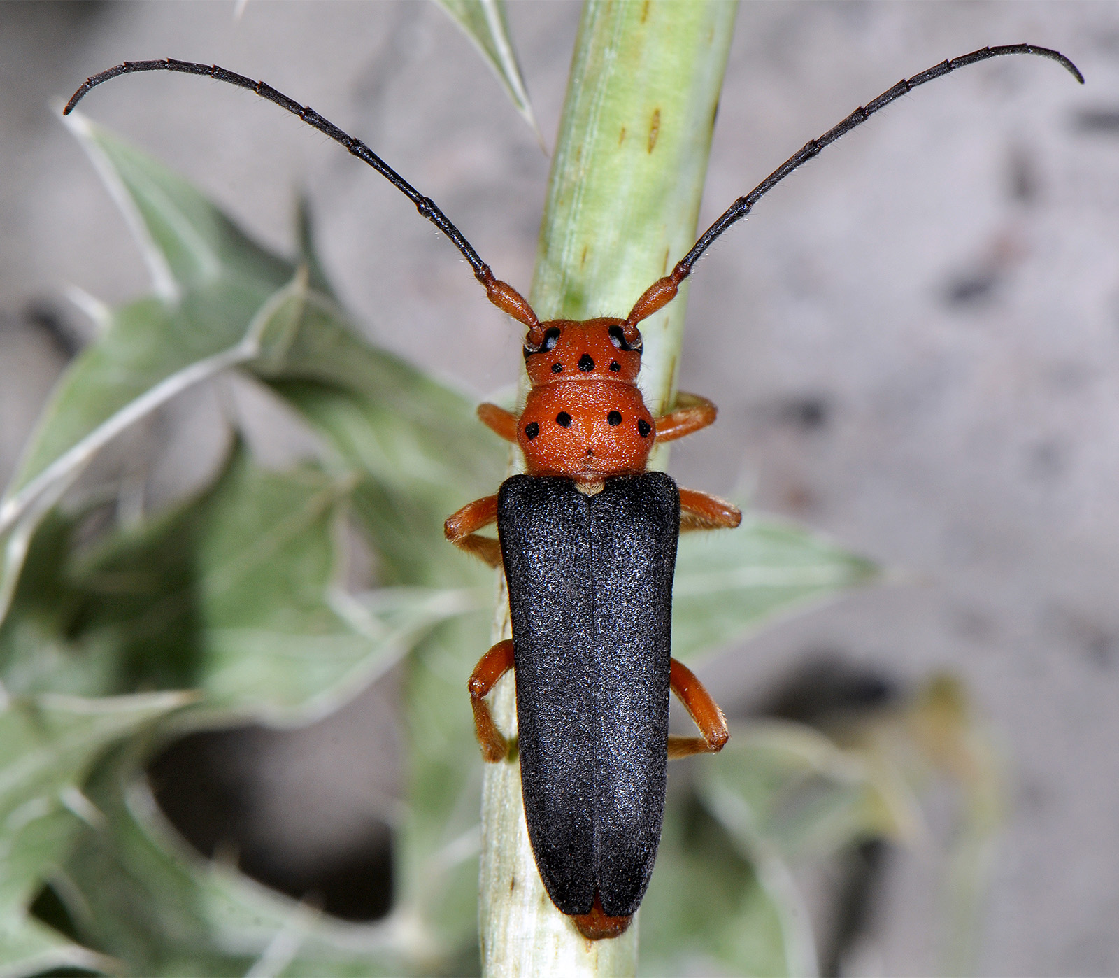 Phytoecia kurdistana