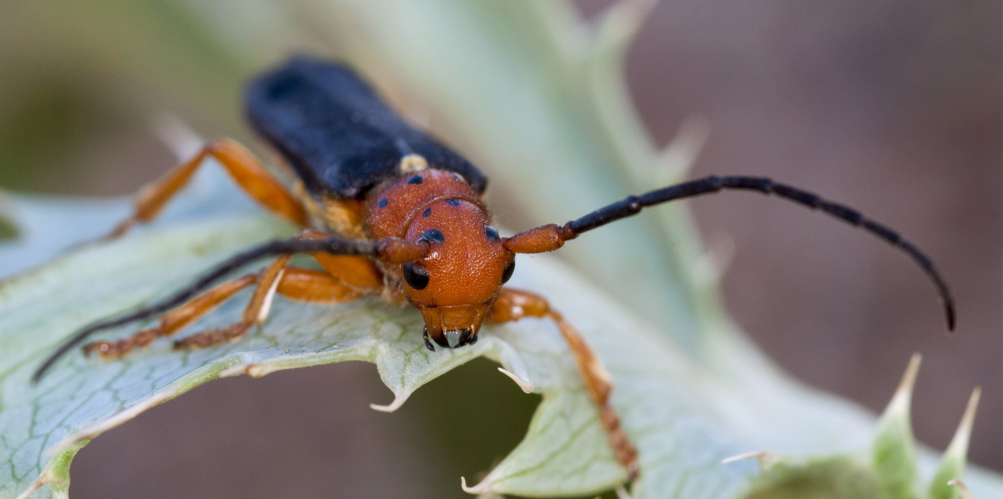 Phytoecia kurdistana