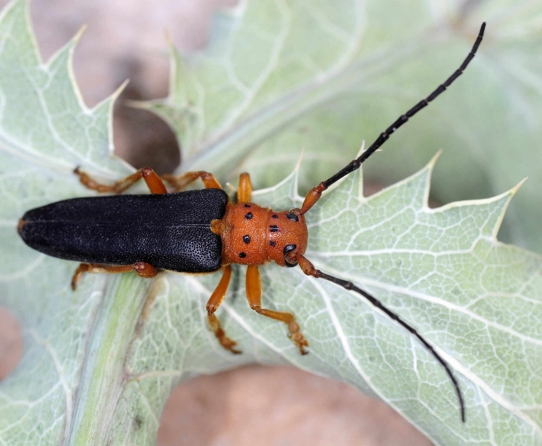 Phytoecia kurdistana