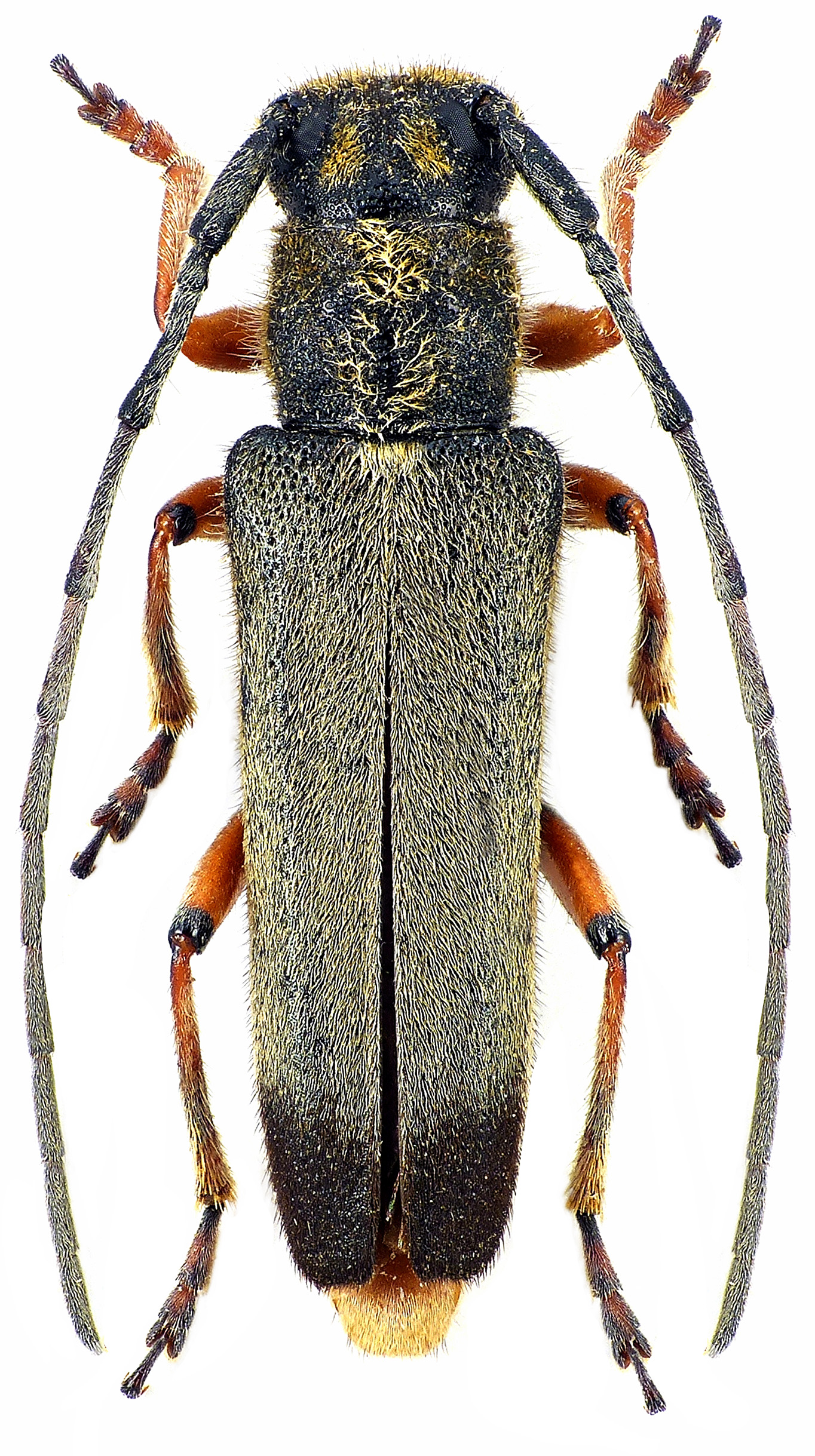 Phytoecia longicornis